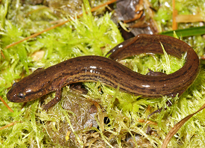 Many-lined Salamander